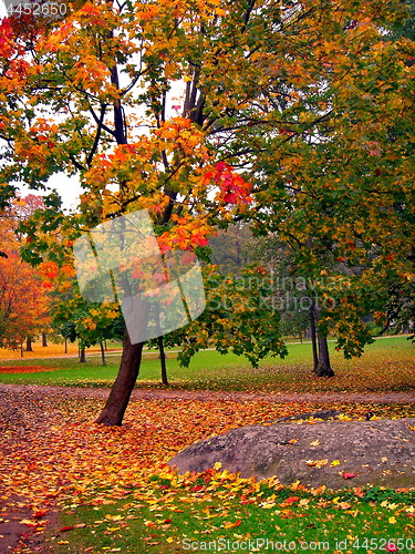 Image of autumn maple trees in fall city park