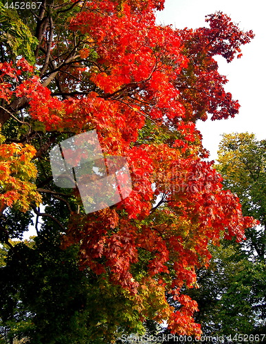 Image of autumn maple trees in fall city park