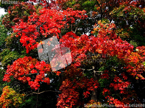 Image of autumn maple trees in fall city park