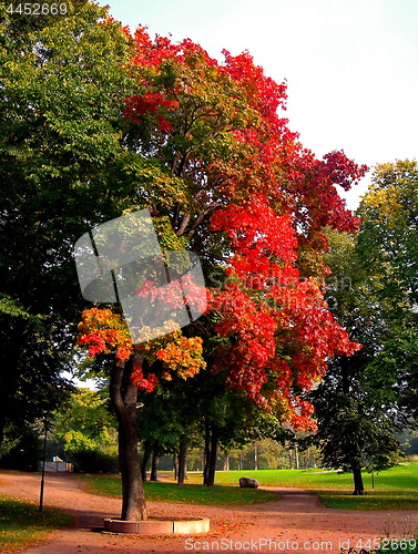 Image of autumn maple trees in fall city park