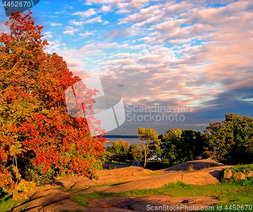 Image of autumn maple trees in fall city park