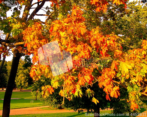 Image of autumn maple trees in fall city park