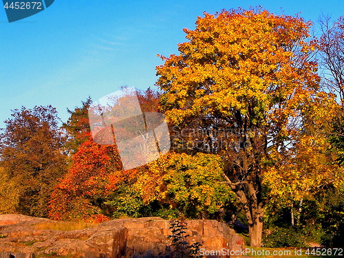 Image of autumn maple trees in fall city park