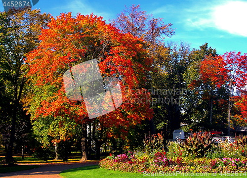 Image of autumn maple trees in fall city park