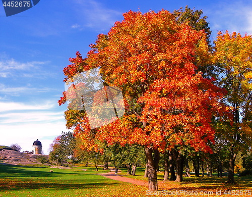 Image of autumn maple trees in fall city park