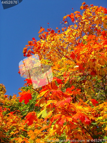 Image of autumn maple trees in fall city park