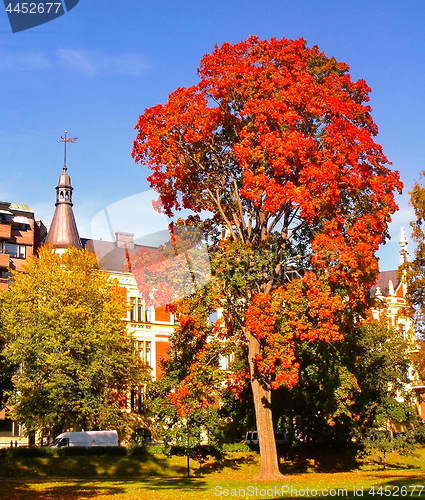 Image of autumn maple trees in fall city park