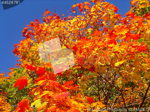 Image of autumn maple trees in fall city park