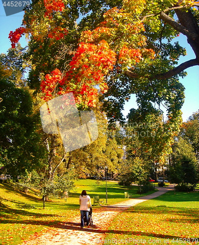 Image of autumn maple trees in fall city park