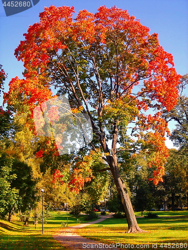 Image of autumn maple trees in fall city park