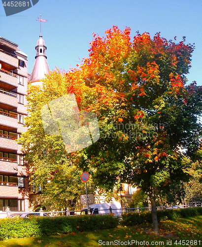 Image of autumn maple trees in fall city park