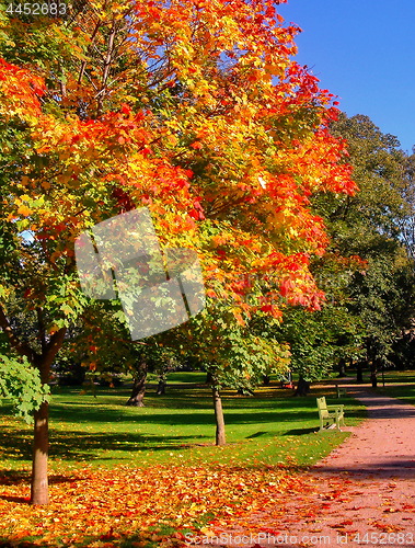 Image of autumn maple trees in fall city park