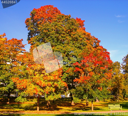 Image of autumn maple trees in fall city park