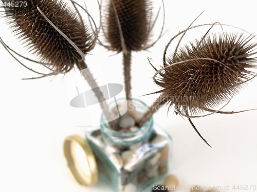 Image of Thistle Do