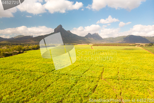 Image of Beautiful bright green landscape of sugarcane fields in front of the black river national park mountains on Mauritius Island.