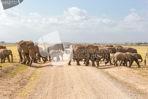 Image of Herd of big wild elephants crossing dirt roadi in Amboseli national park, Kenya.