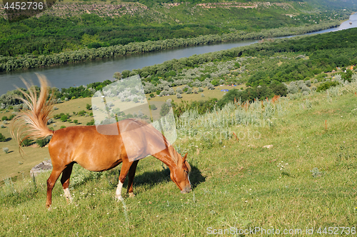 Image of Red horse grazing at meadow