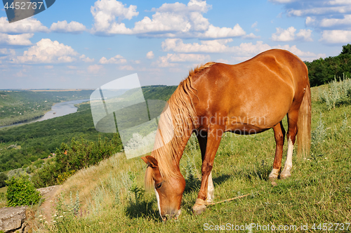 Image of Red horse grazing at meadow