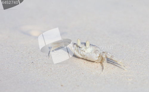 Image of Horned Ghost Crab, Ocypode ceratophthalmus on a snow white beach sand.