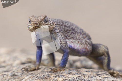 Image of Mwanza flat-headed rock agama, Serengeti National Park, Tanzania.