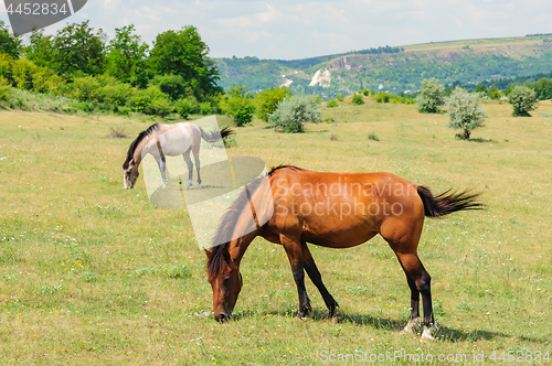 Image of Red horse grazing at meadow