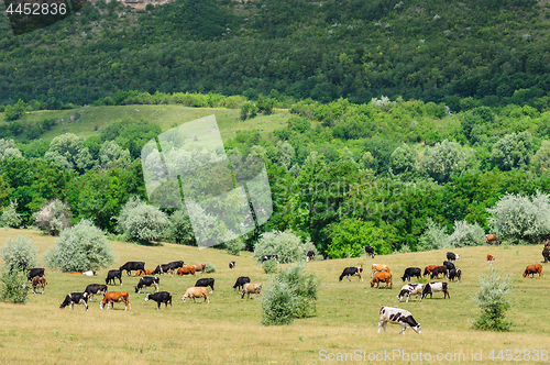 Image of Cows herd grazing at meadow