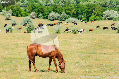 Image of Red horse grazing at meadow