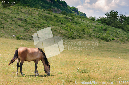 Image of Red horse grazing at meadow