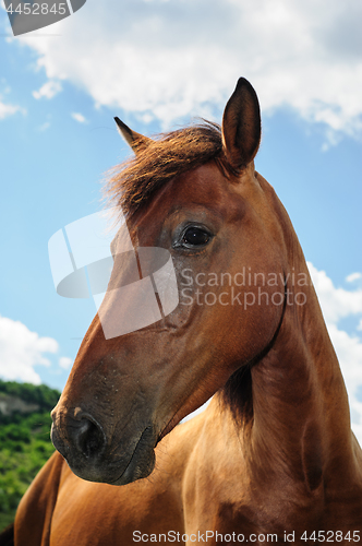 Image of Red horse head portrait
