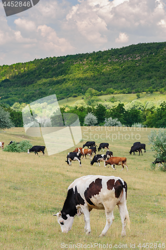Image of Cows herd grazing at meadow
