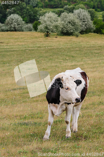 Image of Cow grazing at meadow
