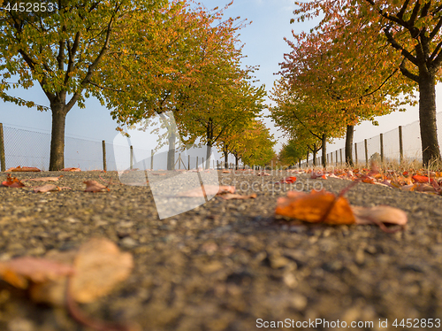 Image of Alley in autumn park with colorful foliage