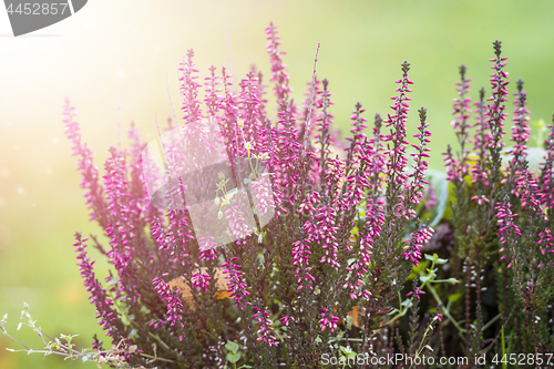 Image of Erica plant with beautiful violet colors