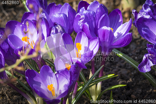 Image of Close-up of purple crocus flowers in the soil