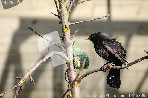 Image of Blackbird with fluffy feathers in a tree