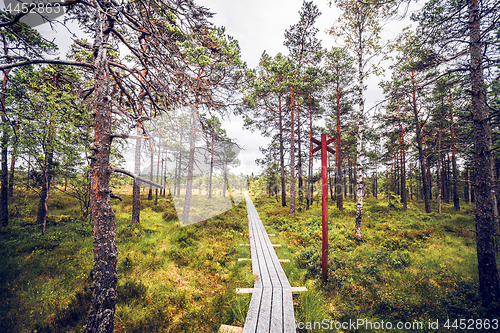 Image of Forest wilderness with a wooden trail