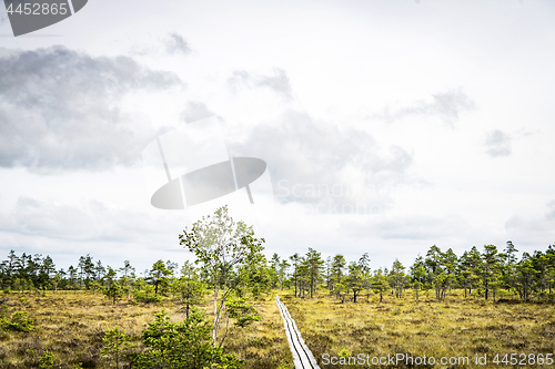 Image of Small trail on a Scandinavian wilderness reserve