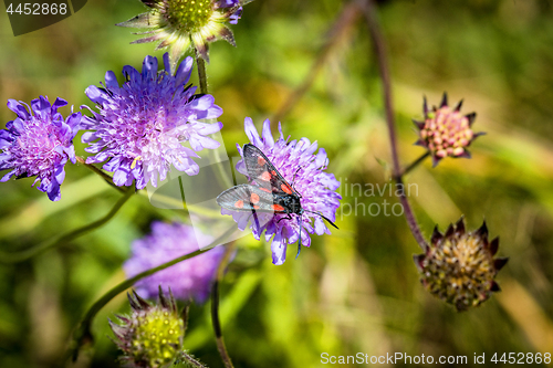 Image of Six-spot burnet with six red spots