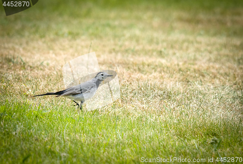 Image of Wagtail walking on green grass