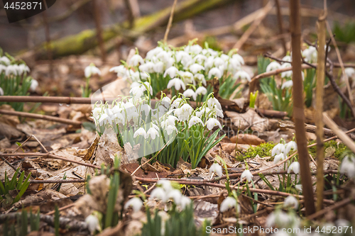 Image of Snowdrops with white bell flowers in a forest