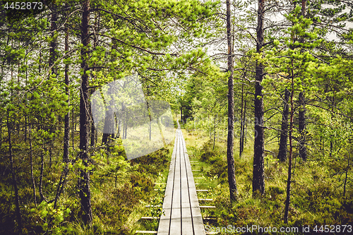 Image of Wooden hiking trail in a pine forest