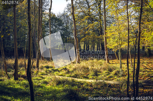 Image of Spring in the forest with the sun lighting up