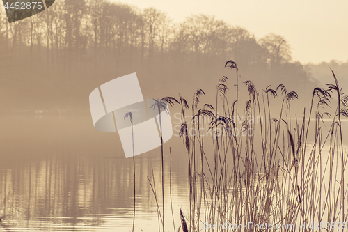 Image of Reed silhouettes by a lake in the morning mist