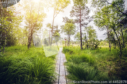 Image of Wooden trail in a swamp area with tall green grass