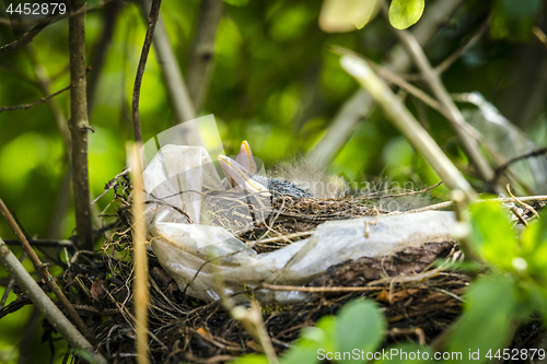 Image of Beaks of newly hatched black birds