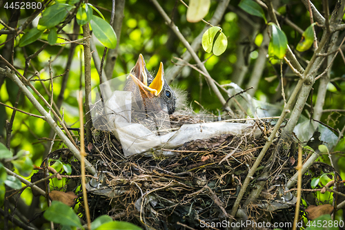 Image of Newly hatched blackbirds in a birds nest