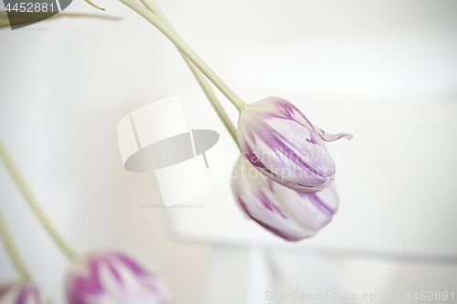 Image of Violet tulips in a bright room indoor decoration