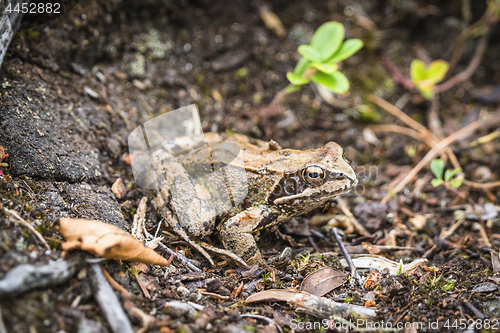 Image of Brown frog with big eyes in the mud