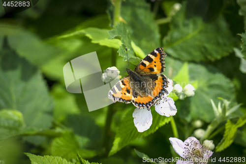 Image of Orange Tortoiseshell butterfly on white flowers