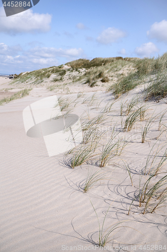 Image of Lyme grass on a Scandinavian beach with sand dunes